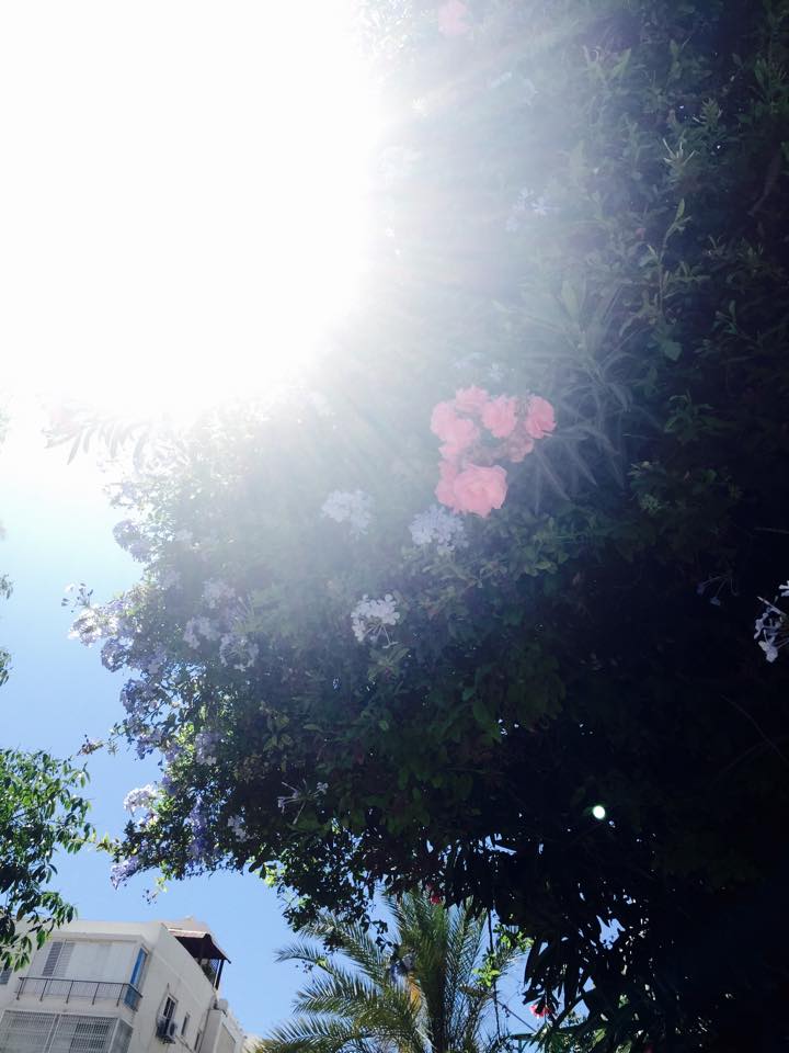 11791724_10152835401816571_79011542_n