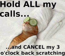 cat-funny-funny-cat-cat-meme-spa-cat-Favim.com-1198312